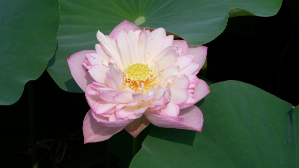 太空荷花盛放。大足區融媒體中心供圖