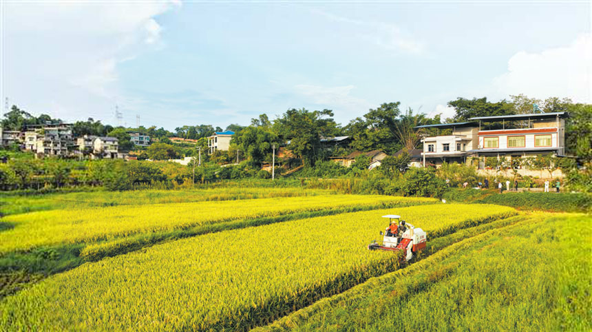 北碚區澄江鎮民權村，村民駕駛收割機收割稻谷（無人機照片）。 特約攝影 秦廷富/視覺重慶