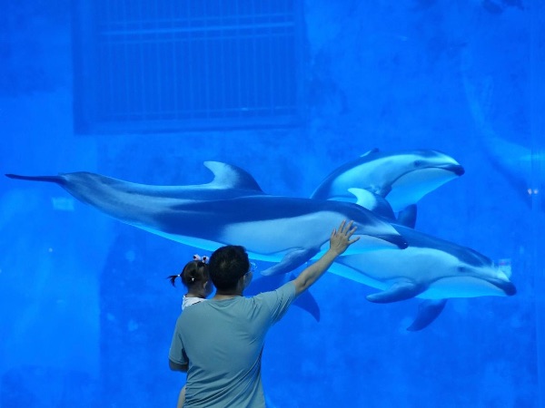 鐮鰭海豚亮相重慶融創海世界。重慶融創海世界供圖