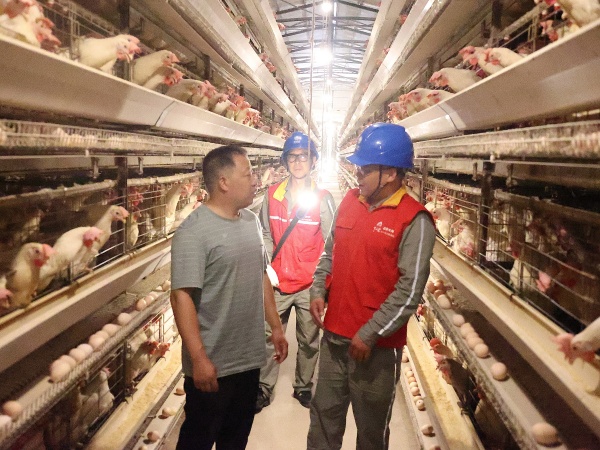 國家電網重慶電力（城口營銷）紅巖共產黨員服務隊到起航養雞場檢查生產安全用電。國網城口供電公司供圖
