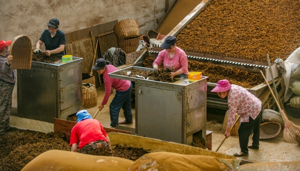 工人正在分揀黃連。石柱縣委宣傳部供圖