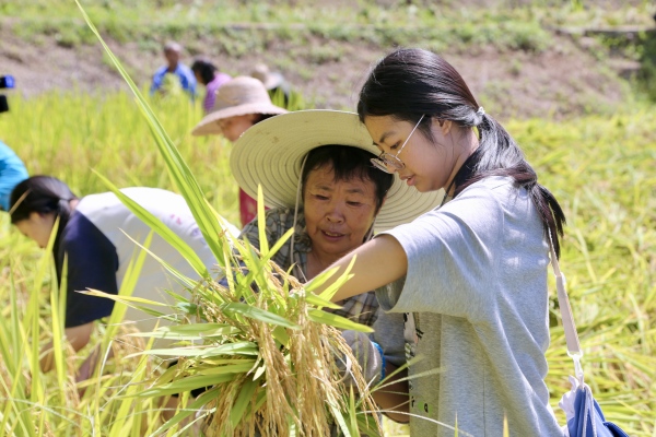 游客體驗稻谷收割。景區供圖