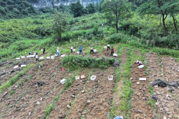 工人們采收天麻。劉先華攝