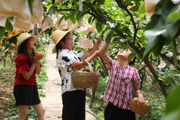 巫山脆梨采摘。王忠虎攝