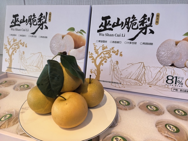 巫山脆梨。任峰攝