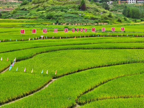 蟠龍鎮扈槽村稻米豐收盛景。劉輝攝
