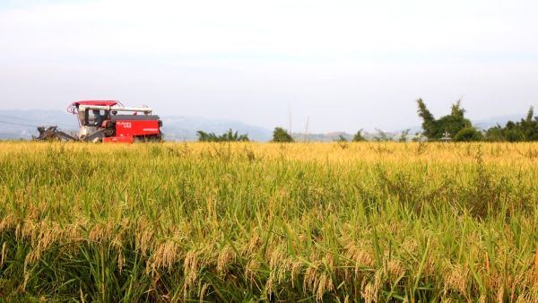 收割機收割富硒稻。白沙鎮供圖