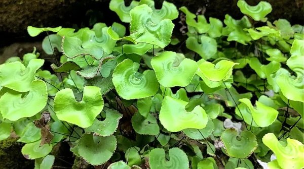 荷葉鐵線蕨。三峽融媒體中心供圖