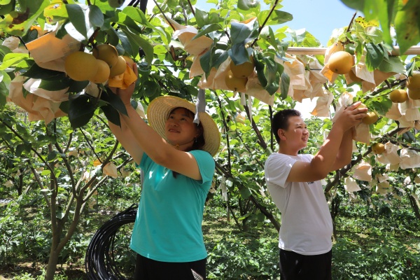 種植戶采摘巫山脆梨。巫山縣融媒體中心供圖