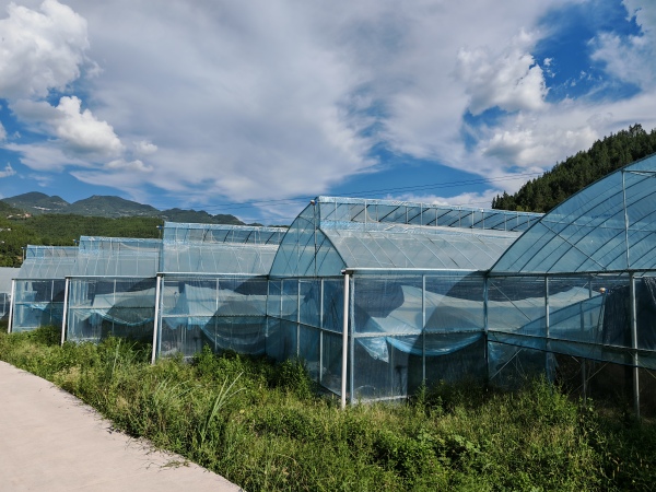 起陽村蔬菜大棚。平河鄉供圖