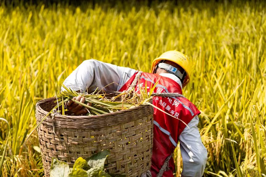 電力人員幫助村民秋收。國網永川供電公司供圖
