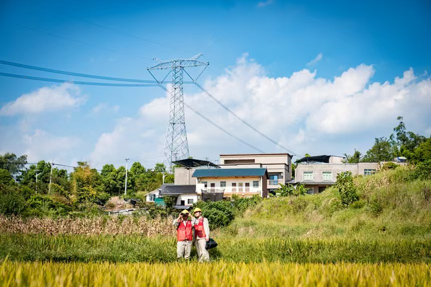 電力人員巡檢線路。國網永川供電公司供圖