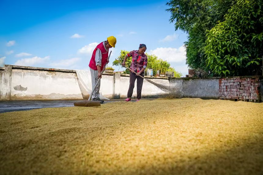 電力人員和村民一起曬谷子。國網永川供電公司供圖