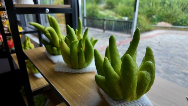 散發天然清香的佛手成為自然擺臺。大足區融媒體中心供圖