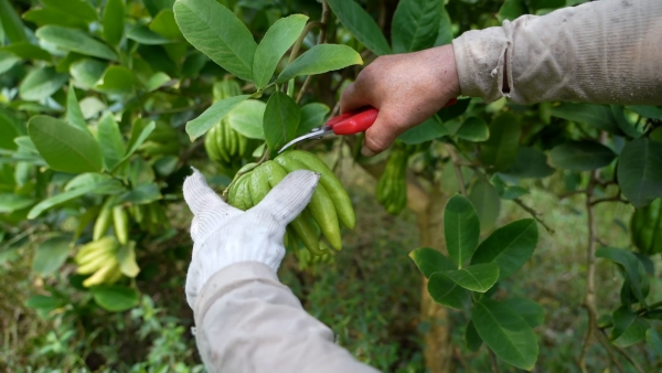 佛手產業鋪就村民致富路。大足區融媒體中心供圖