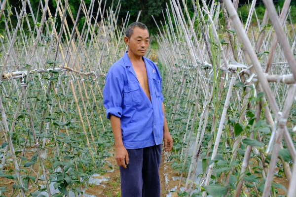 秦家虎在地里查看蔬菜生長情況。白云瑗攝