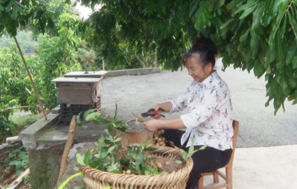 果農在處理龍眼。陳和攝