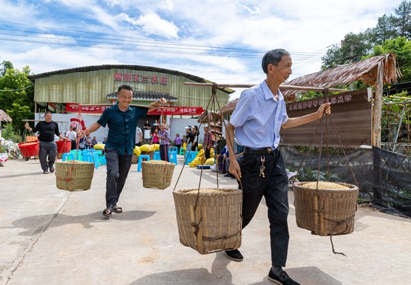 “三方共耕”分紅現場，村民們領取分紅的谷子。羅川攝