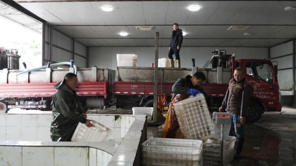 烏魚過秤后裝車出貨。銅梁區融媒體中心供圖