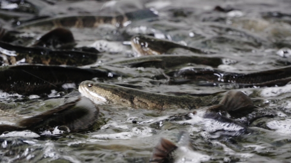 基地養殖的烏魚。銅梁區融媒體中心供圖