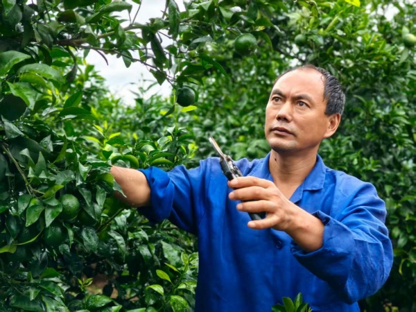 蔣興燕在剪枝。受訪者供圖