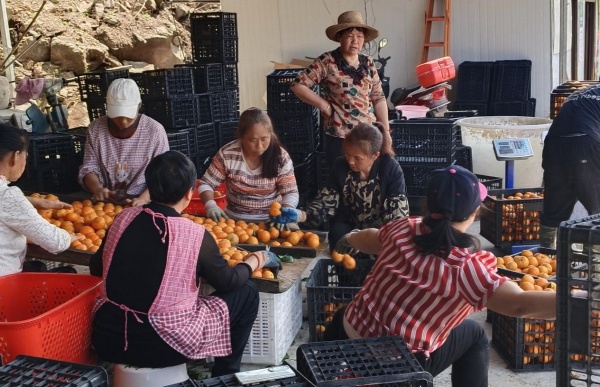 村民在挑選沃柑進行裝箱。受訪者供圖