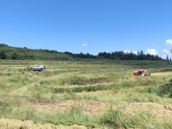 水稻機收現場。趙家街道供圖