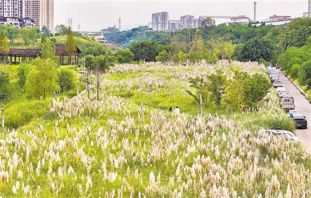 九龍坡 百畝蒲葦狼尾草進入最佳觀賞期