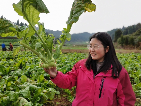 沈進娟看著看新培育出來的“渝早100”臉上滿是欣慰。受訪者供圖