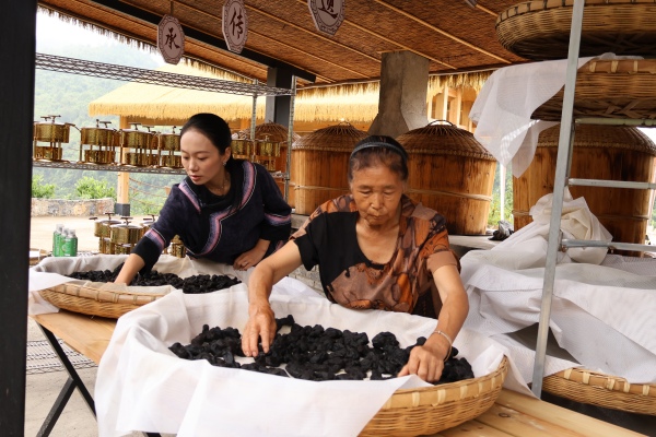 工人正忙著將蒸過后的黃精進行翻曬。彭水融媒體中心供圖