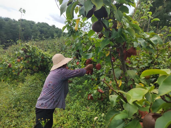 村民正在采摘梨子。景區供圖