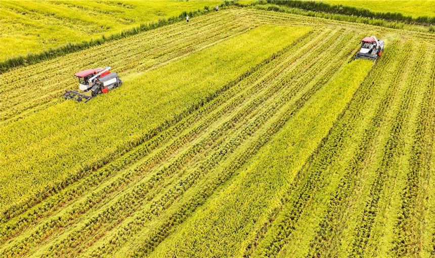 星橋鎮兩路村，兩輛收割機在田間收割水稻。熊偉攝