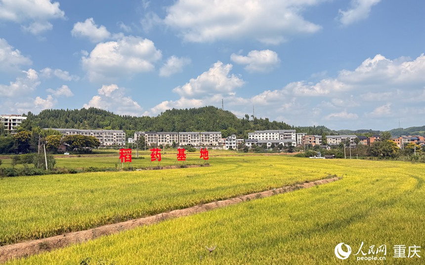 鐵山鎮稻藥基地。人民網記者 胡虹攝