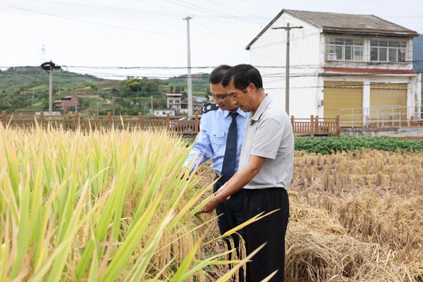 在巫山縣廟宇鎮，萬畝稻谷進入豐收期，巫山縣稅務人員走訪當地水稻種植企業，了解秋收情況，輔導發票開具流程。余琦攝