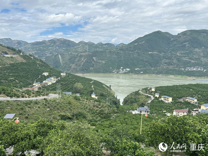 奉節縣永樂鎮大壩村臍橙樹遍布山坡。人民網記者 劉政寧攝