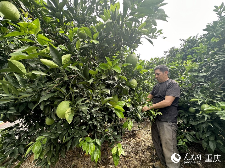 李仕全正在為果樹梳枝。人民網記者 劉政寧攝