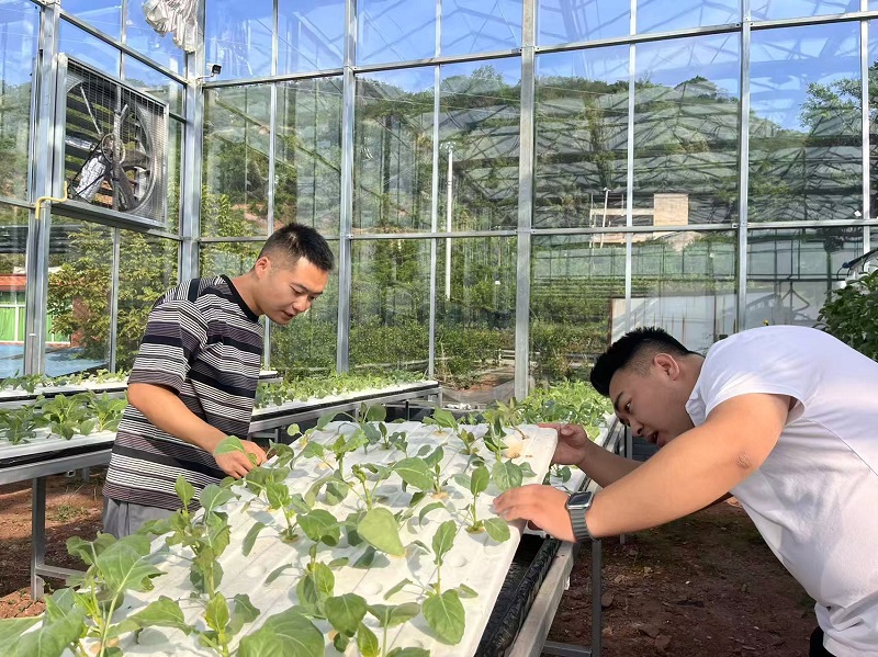 袁一焯（右）到村里智慧蔬菜大棚察看長勢。周小平攝