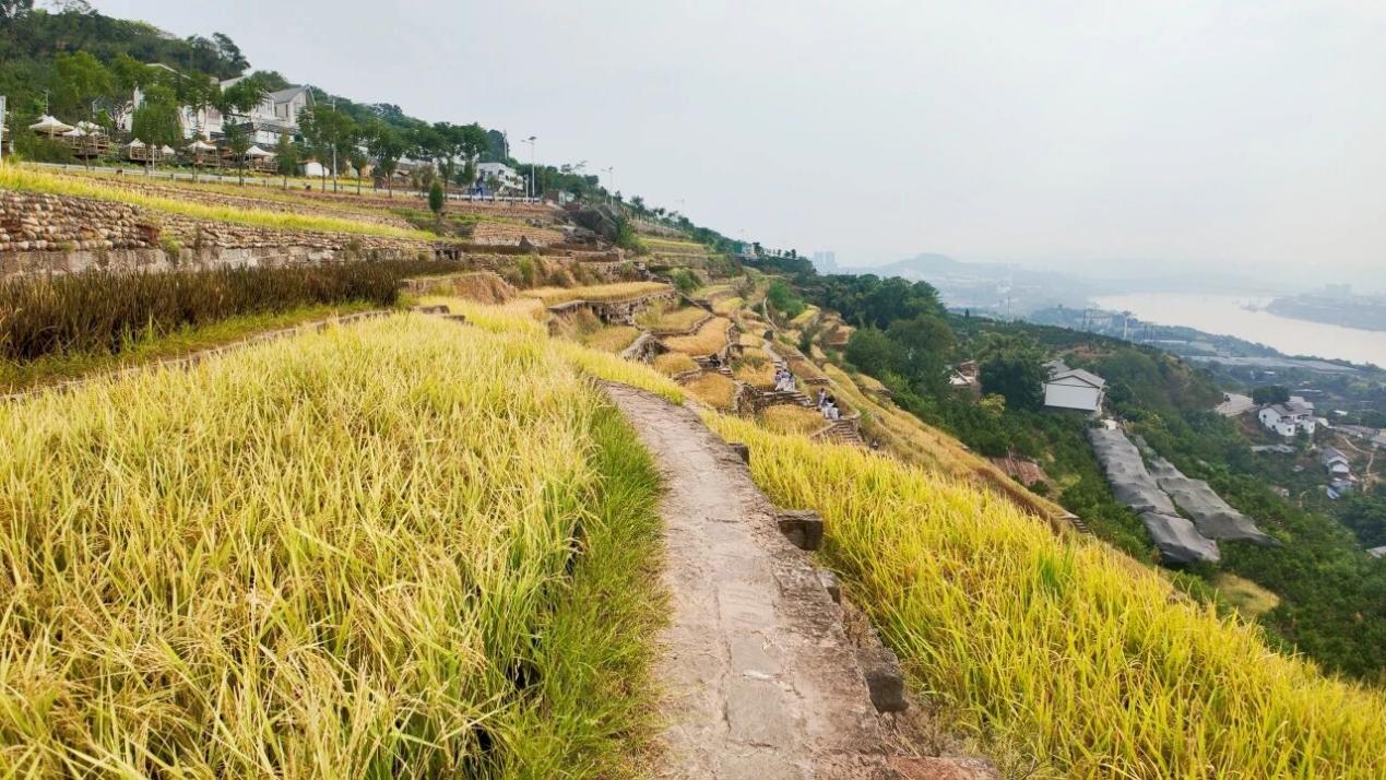 石盤村的稻谷熟了。石盤村供圖