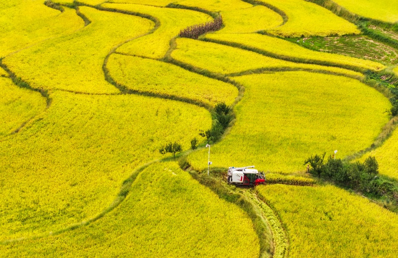 豐收時節，收割機穿梭在金色的稻田間。熊偉攝