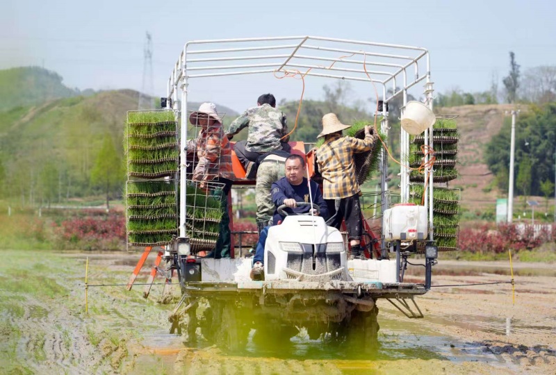 鄧中在田間勞作。熊偉攝