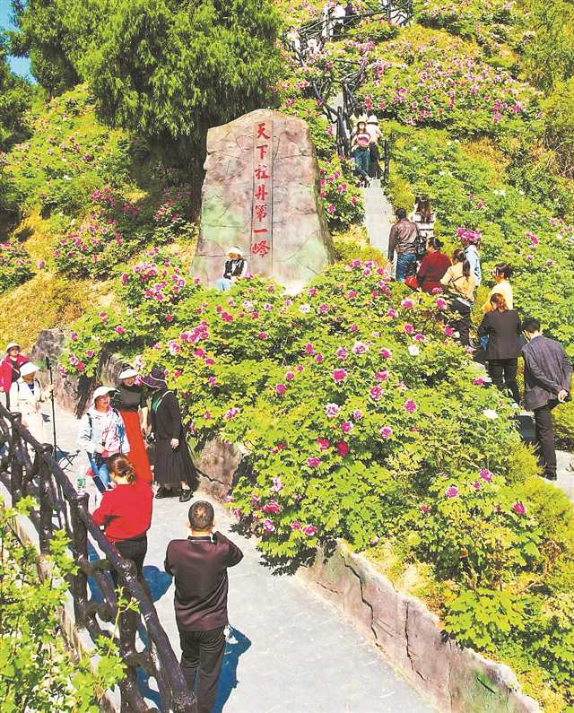 墊江牡丹吸引川渝兩地游客前來打卡。通訊員 龔長浩 攝/視覺重慶