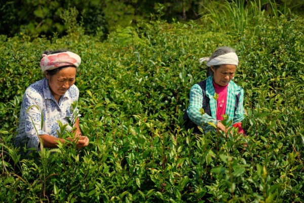 巫溪老鷹茶采摘。主辦方供圖