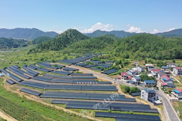 黃精育苗基地。秀山縣融媒體中心供圖