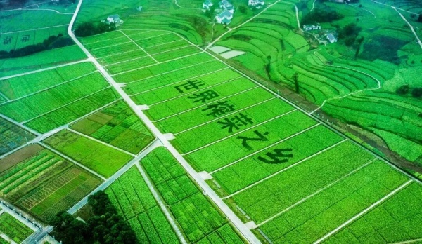 涪陵被譽為“世界榨菜之鄉”。涪陵區委宣傳部供圖