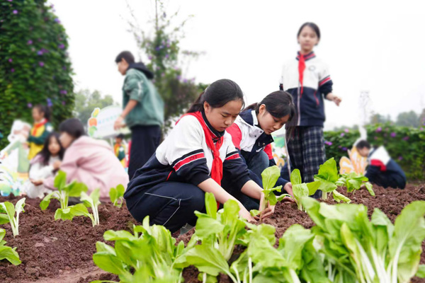 附屬中學學生正在種植季節蔬菜。馮斌洋攝