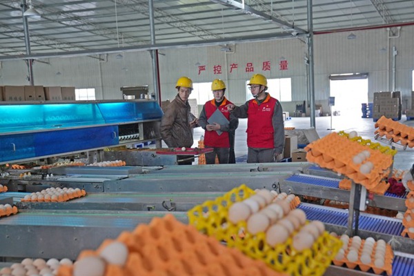 國網重慶合川供電公司：護航養殖場用上“放心電”