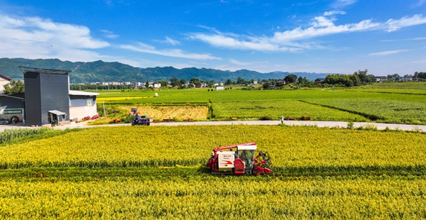 8月25日，墊江縣沙坪鎮李白村水稻制種基地，農機穿梭在稻田里收割水稻。（資料圖片）特約攝影 龔長浩