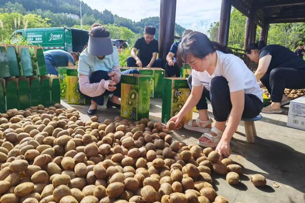 入戶幫助農戶選果、打包。郵政萬盛分公司供圖