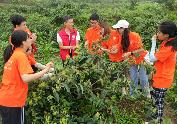 學院教授吳中軍指導學生參與武隆區金銀花采摘實踐活動。重慶文理學院供圖
