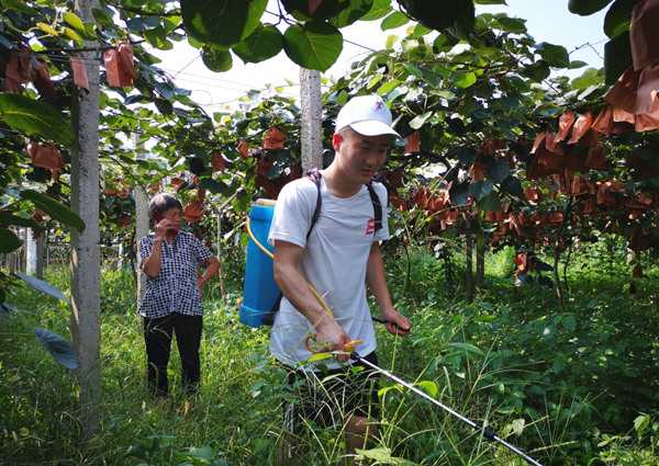 學生深入黃瓜山梨園參與種植戶除草護園實踐活動。重慶文理學院供圖